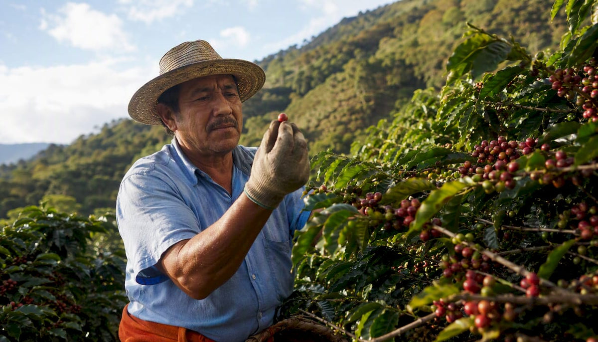 Farmer inspecting ripe coffee cherries in field