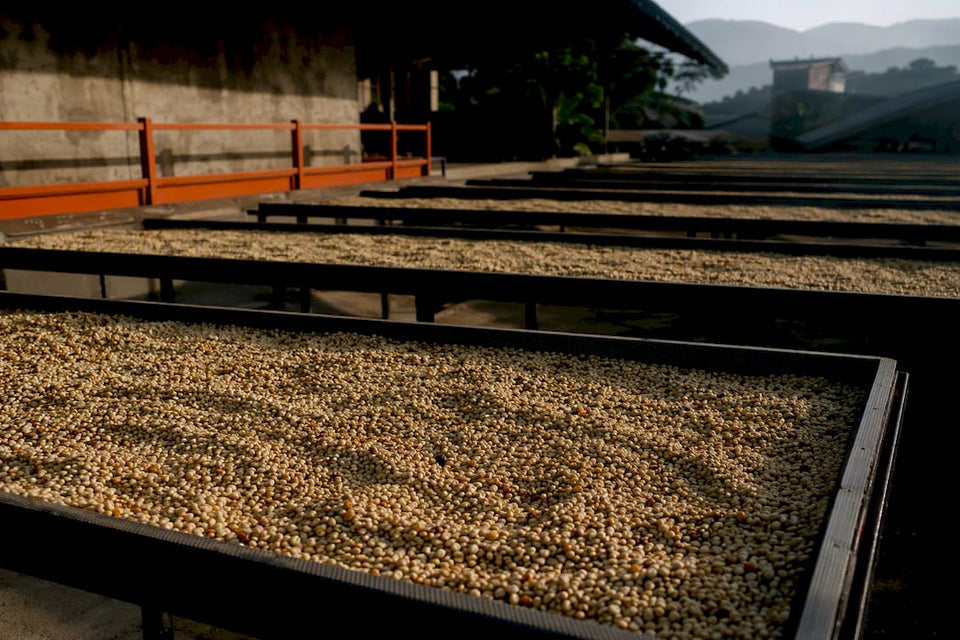 Honey processed coffee drying on raised beds