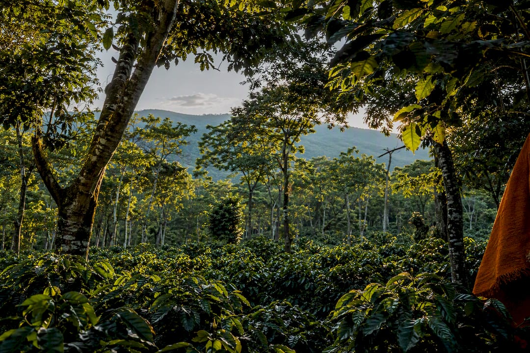 Shade grown coffee beneath layered canopy