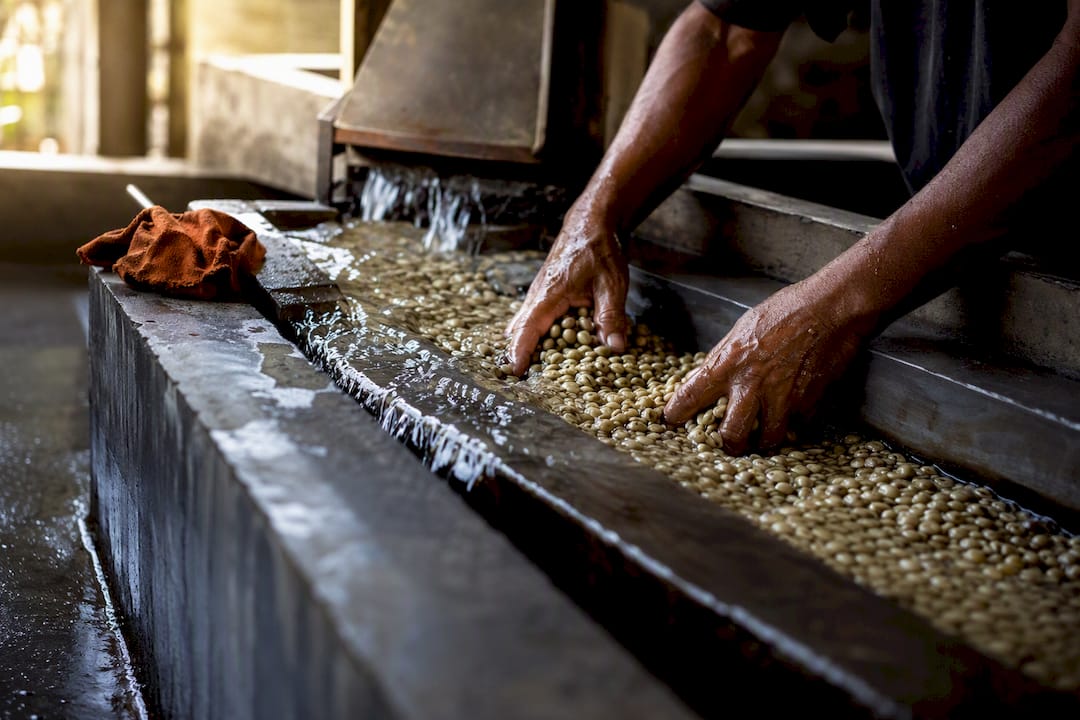 Coffee parchment moving through wet mill